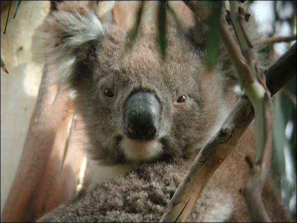 Koala koala_08156.psd