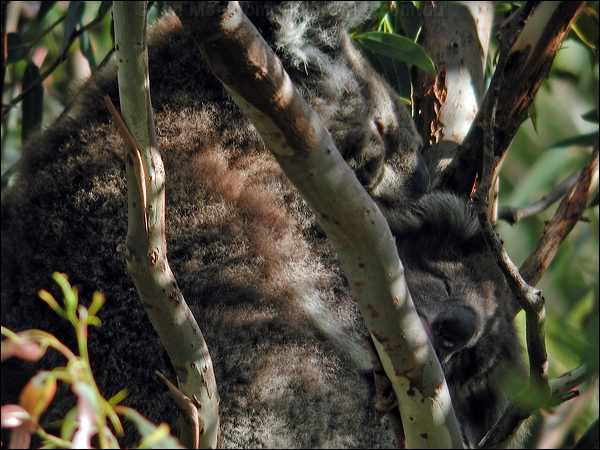 Koala koala_08185.psd