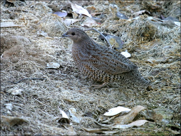 Brown Quail brown_quail_09938.jpg