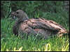 cape_francolin_04538