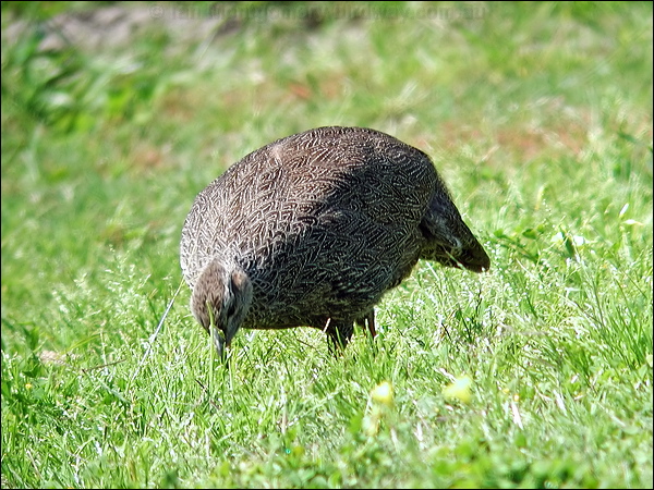 Cape Spurfowl (Francolin) cape_francolin_04532.jpg