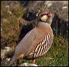 Click here to enter gallery and see photos of Chukar Partridge