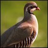 chukar_partridge_03