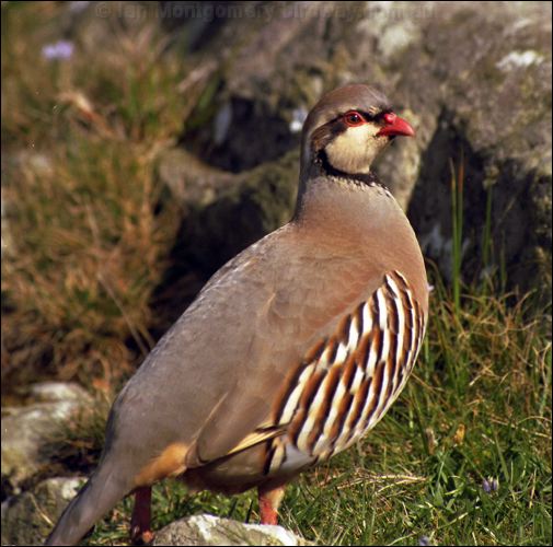Chukar Partridge chukar_partridge_02.jpg
