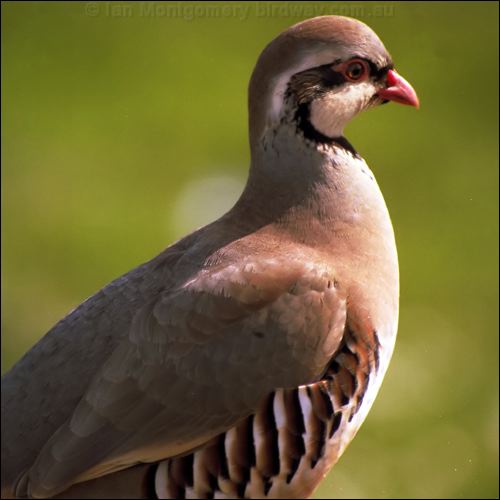 Chukar Partridge chukar_partridge_03.jpg