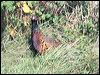 common_pheasant_20552