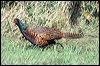 common_pheasant_20559