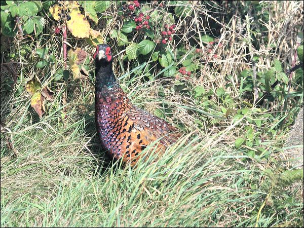 Common Pheasant common_pheasant_20552.jpg