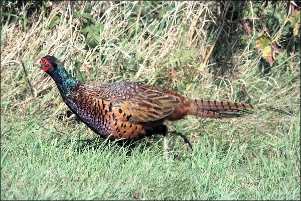 Common Pheasant common_pheasant_20559.jpg