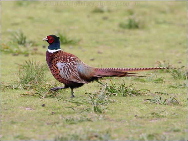 Common Pheasant common_pheasant_40817.jpg