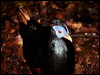 crested_fireback_50362