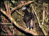 crested_fireback_50372