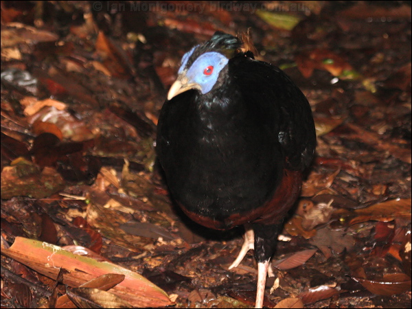 Crested Fireback crested_fireback_50359.jpg