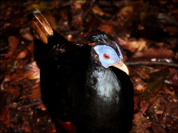 Crested Fireback crested_fireback_50362.jpg