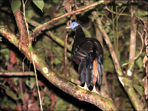 Crested Fireback crested_fireback_50372.jpg
