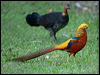 golden_pheasant_153370