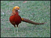 golden_pheasant_153379