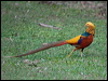 golden_pheasant_153384