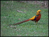 golden_pheasant_153386