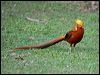 golden_pheasant_153388