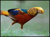 golden_pheasant_153392