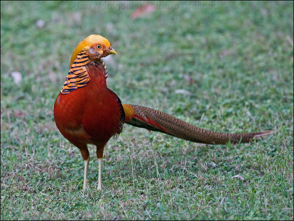 Golden Pheasant golden_pheasant_153379.psd