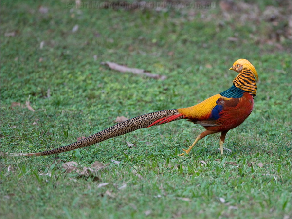 Golden Pheasant golden_pheasant_153384.psd