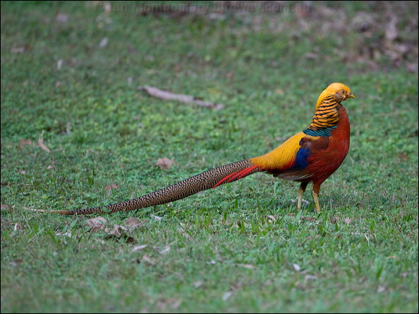 Golden Pheasant golden_pheasant_153386.psd