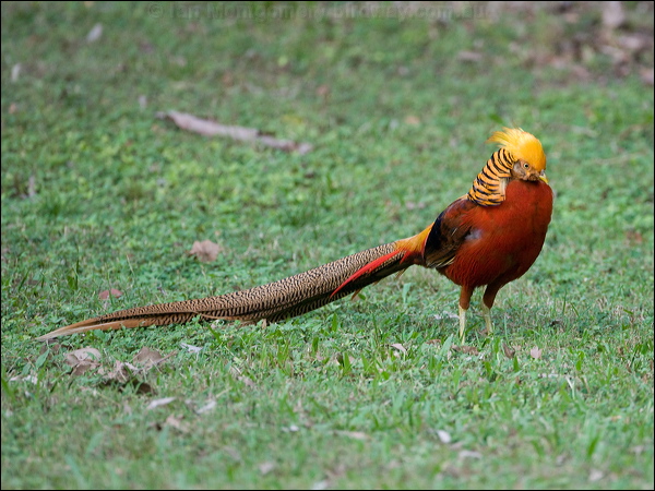 Golden Pheasant golden_pheasant_153388.psd