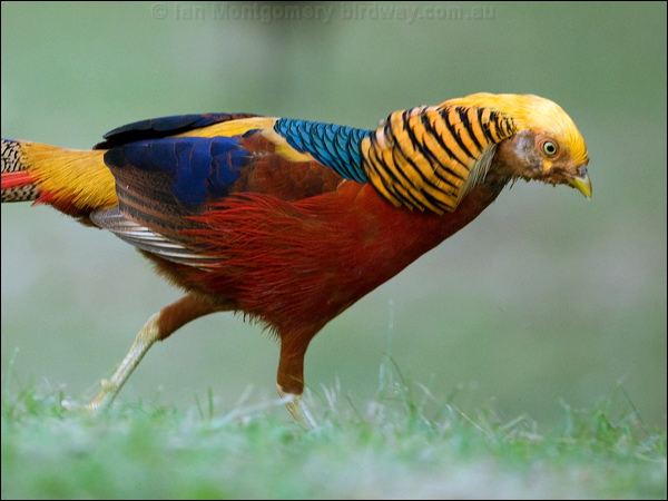 Golden Pheasant golden_pheasant_153392.psd