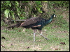 green_peafowl_56446