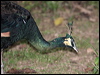 green_peafowl_56447