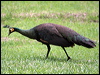 green_peafowl_56451