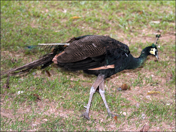 Green Peafowl green_peafowl_56445.jpg