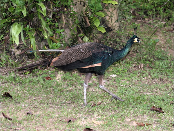 Green Peafowl green_peafowl_56446.jpg