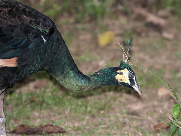 Green Peafowl green_peafowl_56447.jpg