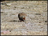 grey_francolin_17596