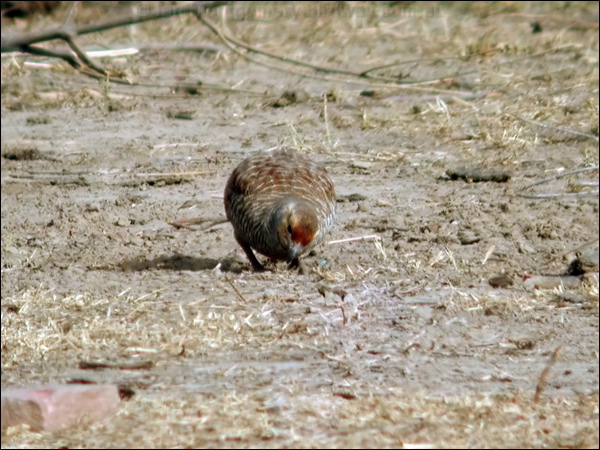 Grey Francolin grey_francolin_17596.jpg