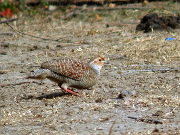Grey Francolin grey_francolin_17598.jpg