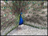 Click here to enter gallery and see photos of Indian Peafowl