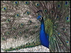 indian_peafowl_02