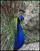 indian_peafowl_03