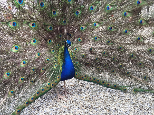 Indian Peafowl indian_peafowl_01.psd