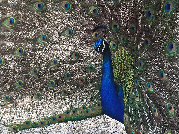 Indian Peafowl indian_peafowl_02.psd