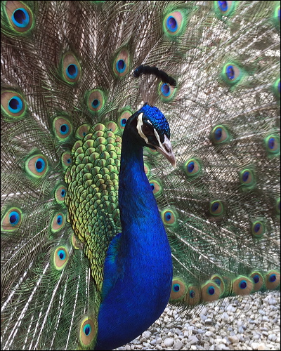 Indian Peafowl indian_peafowl_03.psd
