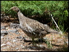 sooty_grouse_68582