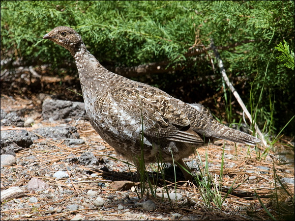 Sooty Grouse sooty_grouse_68582.psd