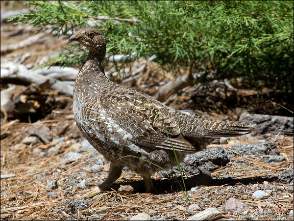 Sooty Grouse sooty_grouse_68584.psd