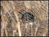 stubble_quail_87381
