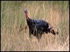 wild_turkey_109742